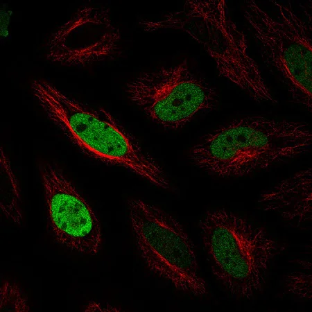Immunocytochemistry/ Immunofluorescence - Anti-Anillin antibody [CL0303] (AB211872)