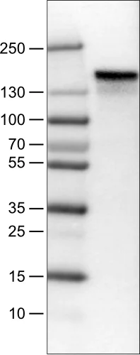 Western blot - Anti-Anillin antibody [CL0303] (AB211872)