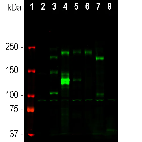Western blot - Anti-ANK-3 antibody [2A8] (AB315200)
