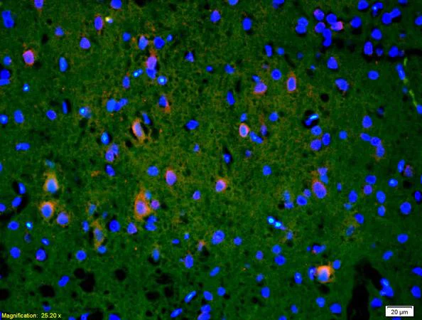 Immunohistochemistry (Formalin/PFA-fixed paraffin-embedded sections) - Anti-ANK-3 antibody (AB213687)