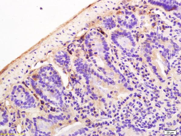 Immunohistochemistry (Formalin/PFA-fixed paraffin-embedded sections) - Anti-ANK-3 antibody (AB213687)