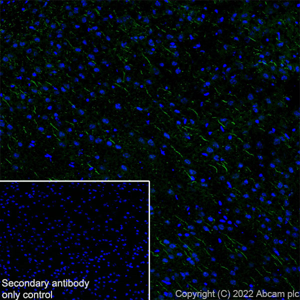 Immunohistochemistry (Frozen sections) - Anti-ANK-3 antibody [EPR26551-66] (AB306589), expandable thumbnail
