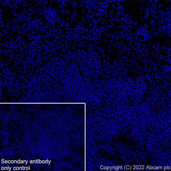Immunohistochemistry (Frozen sections) - Anti-ANK-3 antibody [EPR26551-66] (AB306589), expandable thumbnail
