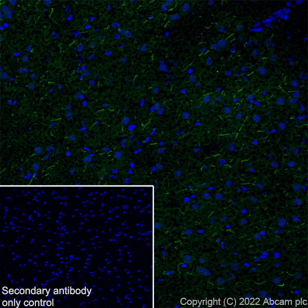 Immunohistochemistry (Frozen sections) - Anti-ANK-3 antibody [EPR26551-66] (ab306589), expandable thumbnail