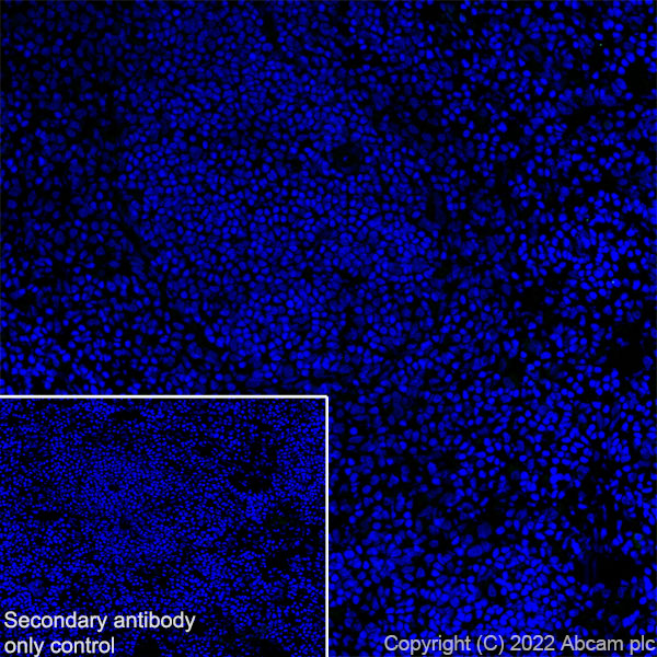 Immunohistochemistry (Frozen sections) - Anti-ANK-3 antibody [EPR26551-66] (ab306589), expandable thumbnail