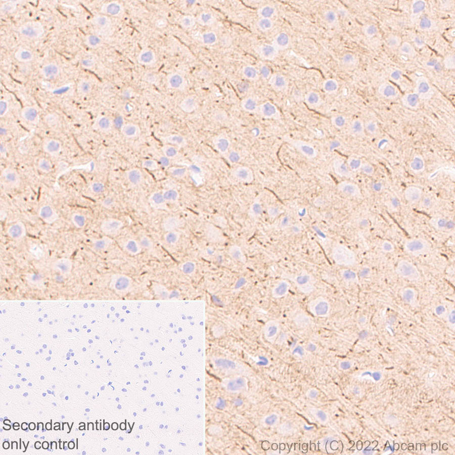 Immunohistochemistry - Anti-ANK-3 antibody [EPR26551-66] (ab306589), expandable thumbnail