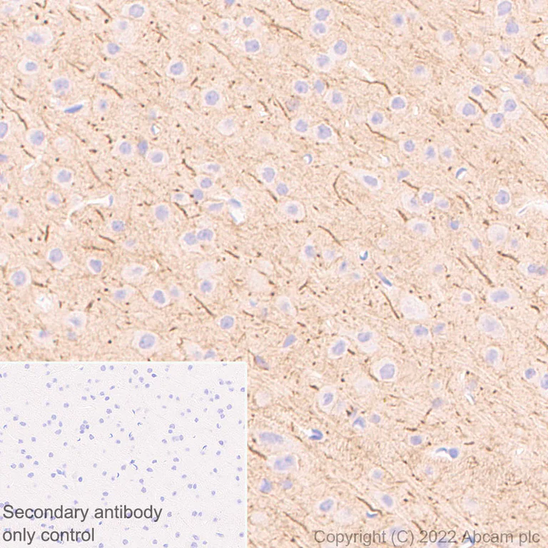 Immunohistochemistry - Anti-ANK-3 antibody [EPR26551-66] (AB306589)