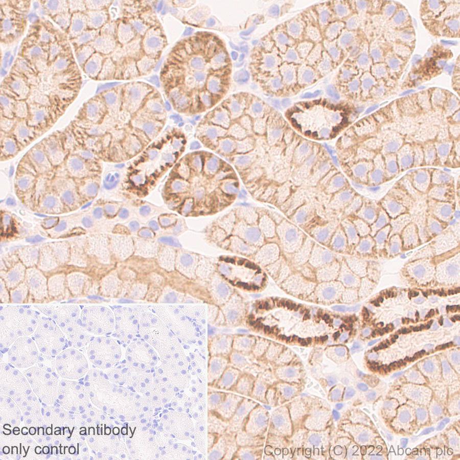 Immunohistochemistry - Anti-ANK-3 antibody [EPR26551-66] (AB306589), expandable thumbnail