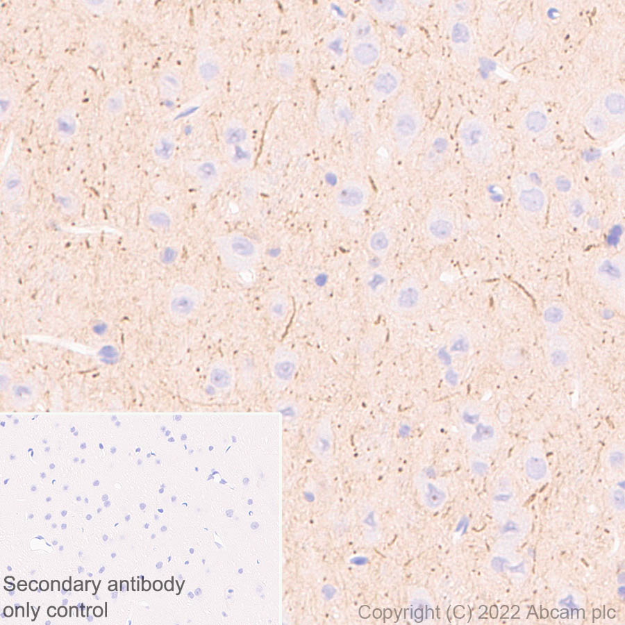 Immunohistochemistry - Anti-ANK-3 antibody [EPR26551-66] (ab306589), expandable thumbnail