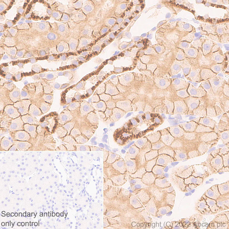 Immunohistochemistry - Anti-ANK-3 antibody [EPR26551-66] (AB306589)