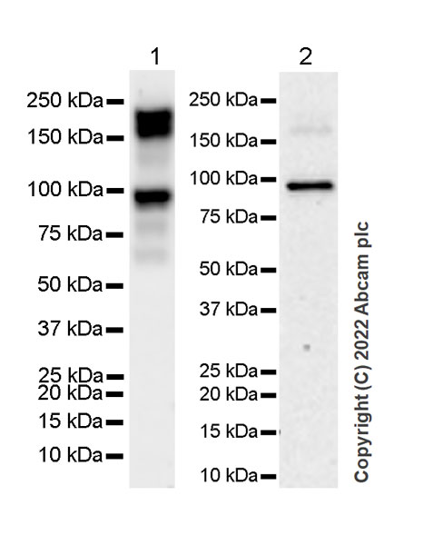 Western blot - Anti-ANK-3 antibody [EPR26551-66] (ab306589), expandable thumbnail