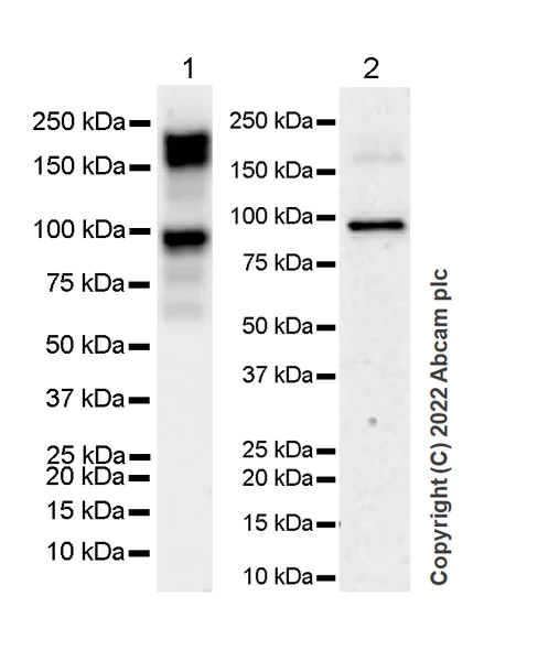 Western blot - Anti-ANK-3 antibody [EPR26551-66] (AB306589)