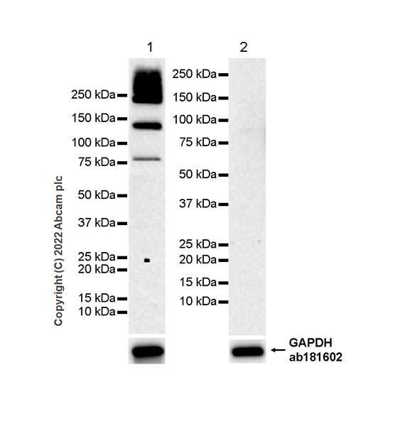 Western blot - Anti-ANK-3 antibody [EPR26551-66] (ab306589), expandable thumbnail