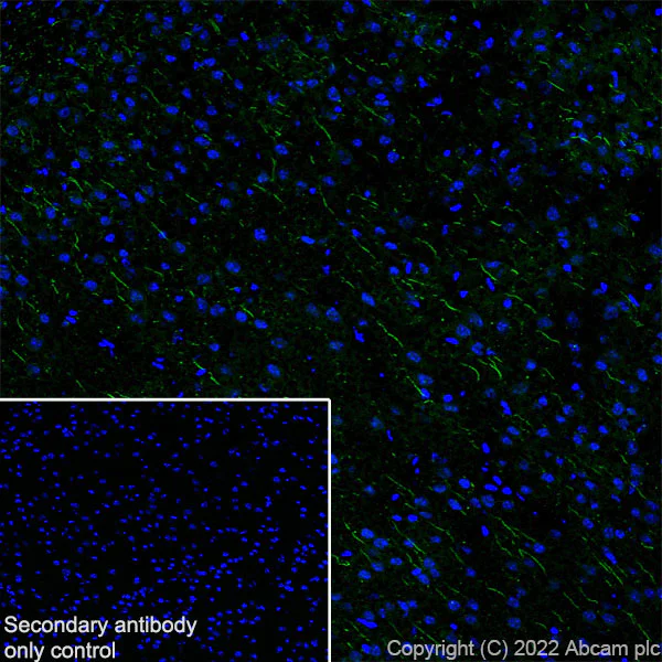 Immunohistochemistry (Frozen sections) - Anti-ANK-3 antibody [EPR26551-66] - BSA and Azide free (AB306590)