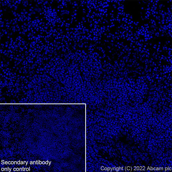 Immunohistochemistry (Frozen sections) - Anti-ANK-3 antibody [EPR26551-66] - BSA and Azide free (AB306590)