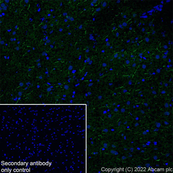 Immunohistochemistry (Frozen sections) - Anti-ANK-3 antibody [EPR26551-66] - BSA and Azide free (AB306590)