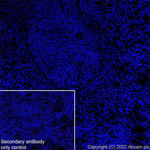 Immunohistochemistry (Frozen sections) - Anti-ANK-3 antibody [EPR26551-66] - BSA and Azide free (AB306590)