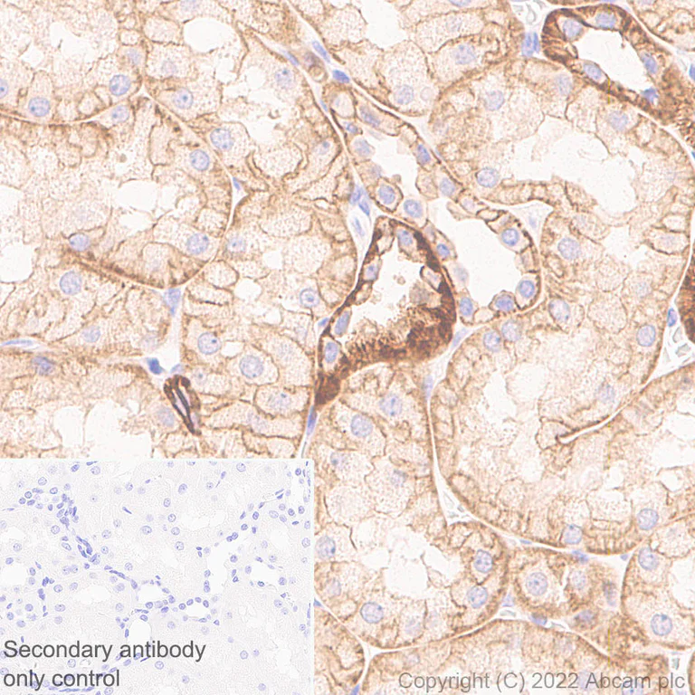 Immunohistochemistry - Anti-ANK-3 antibody [EPR26551-66] - BSA and Azide free (AB306590)