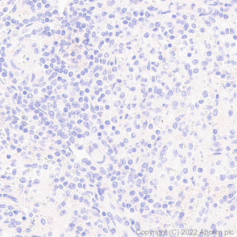 Immunohistochemistry - Anti-ANK-3 antibody [EPR26551-66] - BSA and Azide free (AB306590)