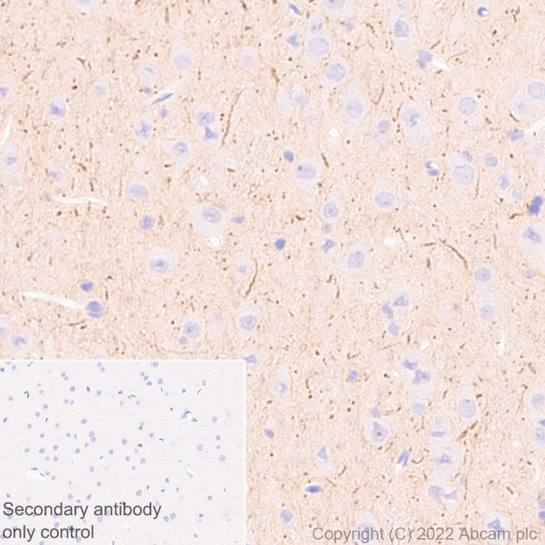 Immunohistochemistry - Anti-ANK-3 antibody [EPR26551-66] - BSA and Azide free (AB306590)