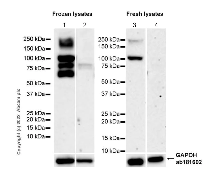 Western blot - Anti-ANK-3 antibody [EPR26551-66] - BSA and Azide free (AB306590)