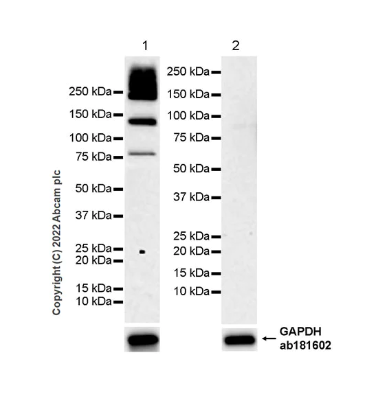 Western blot - Anti-ANK-3 antibody [EPR26551-66] - BSA and Azide free (AB306590)