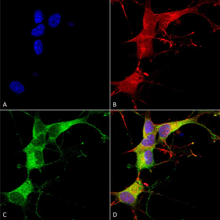 Immunocytochemistry/ Immunofluorescence - Anti-ANK-3 antibody [N106/20] (AB134317)