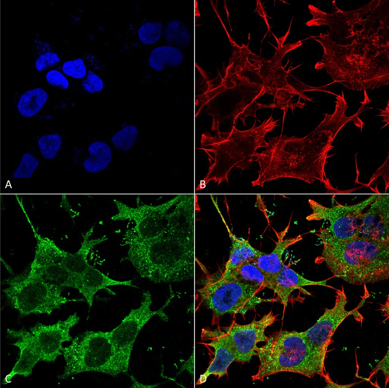 Immunocytochemistry/ Immunofluorescence - Anti-ANK-3 antibody [N106/20] (AB134317)