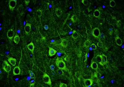 Immunohistochemistry (Formalin/PFA-fixed paraffin-embedded sections) - Anti-ANK3 antibody [N106/36] - Chicken IgY (Chimeric) (AB325667)