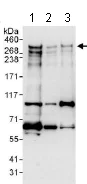 Western blot - Anti-ANKHD1 antibody (AB117788)