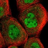 Immunocytochemistry/ Immunofluorescence - Anti-ANKRD23 antibody (AB122320), expandable thumbnail