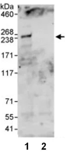 Immunoprecipitation - Anti-Ankrd26 antibody (AB86780)
