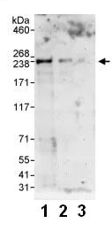 Western blot - Anti-Ankrd26 antibody (AB86780)