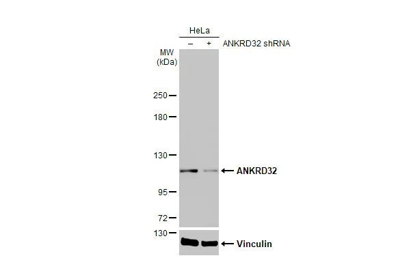 Western blot - Anti-ANKRD32 antibody [HL2311] (AB317195)