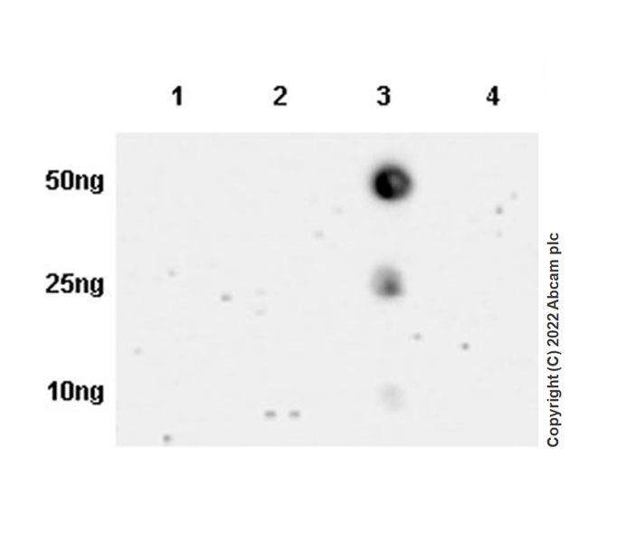 Dot Blot - Anti-Ankyrin-B antibody [EPR26550-85] - BSA and Azide free (ab307415), expandable thumbnail