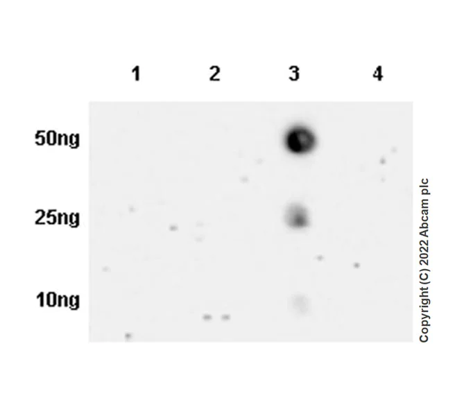 Dot Blot - Anti-Ankyrin-B antibody [EPR26550-85] - BSA and Azide free (AB307415)