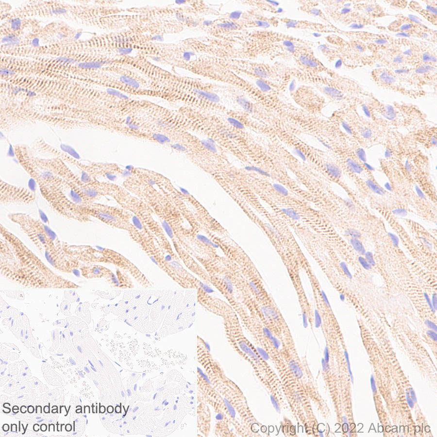 Immunohistochemistry (Formalin/PFA-fixed paraffin-embedded sections) - Anti-Ankyrin-B antibody [EPR26550-85] - BSA and Azide free (ab307415), expandable thumbnail