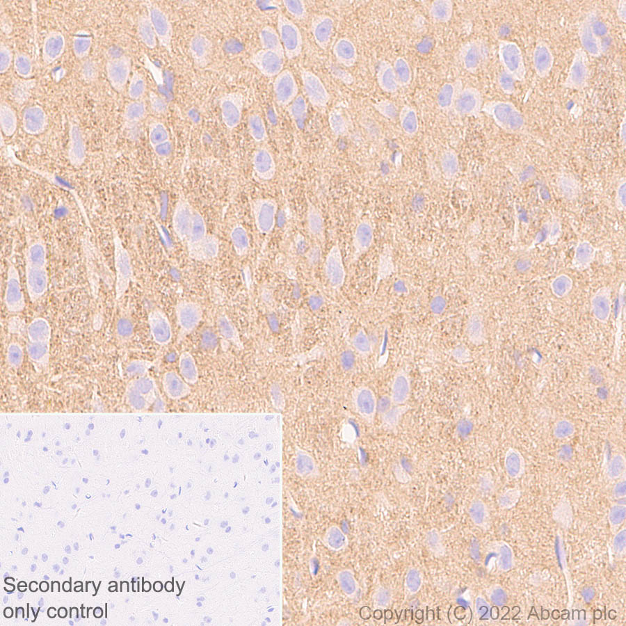 Immunohistochemistry (Formalin/PFA-fixed paraffin-embedded sections) - Anti-Ankyrin-B antibody [EPR26550-85] - BSA and Azide free (AB307415), expandable thumbnail