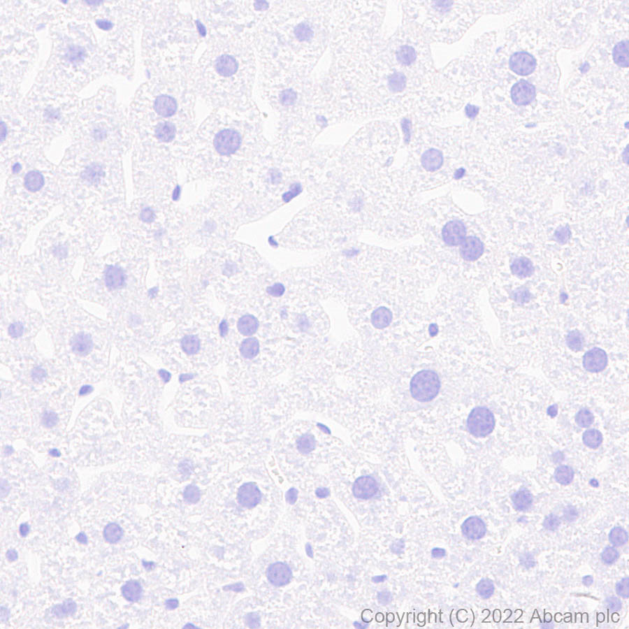 Immunohistochemistry (Formalin/PFA-fixed paraffin-embedded sections) - Anti-Ankyrin-B antibody [EPR26550-85] - BSA and Azide free (AB307415), expandable thumbnail