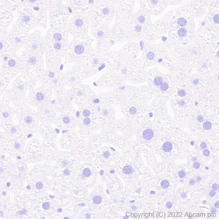 Immunohistochemistry (Formalin/PFA-fixed paraffin-embedded sections) - Anti-Ankyrin-B antibody [EPR26550-85] - BSA and Azide free (AB307415)