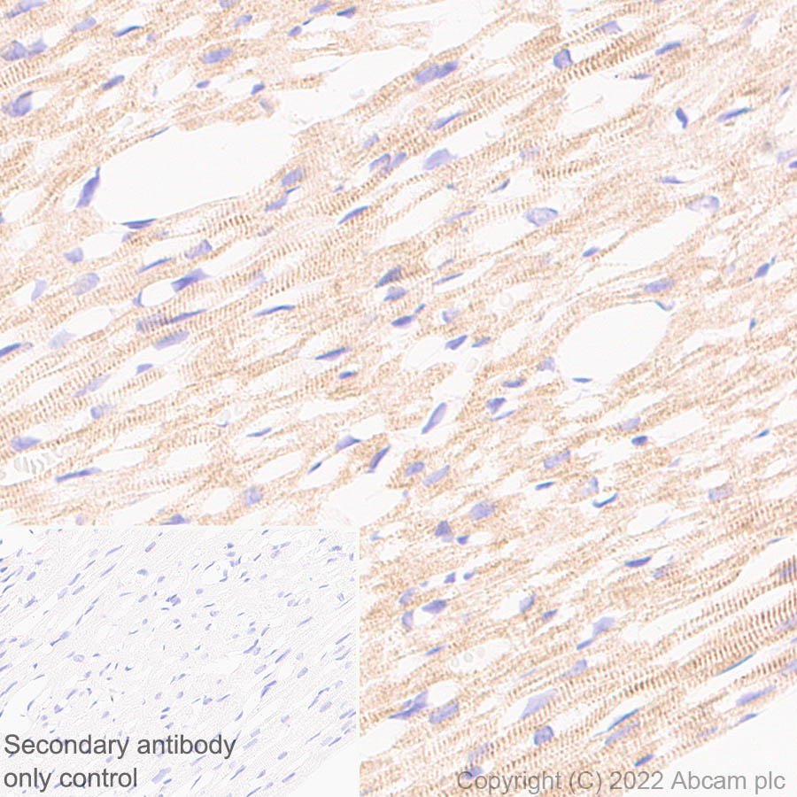 Immunohistochemistry (Formalin/PFA-fixed paraffin-embedded sections) - Anti-Ankyrin-B antibody [EPR26550-85] - BSA and Azide free (AB307415), expandable thumbnail