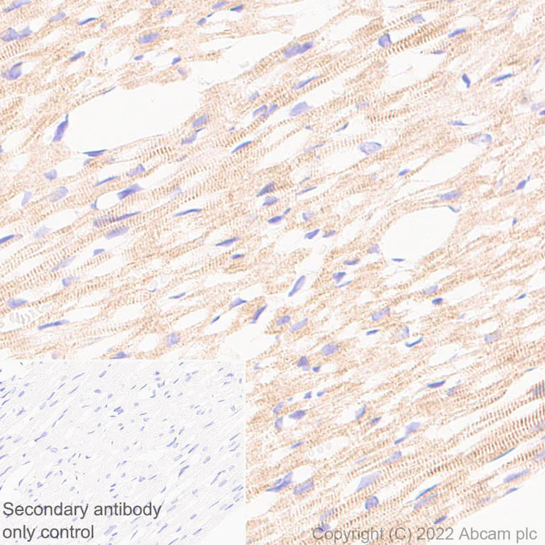 Immunohistochemistry (Formalin/PFA-fixed paraffin-embedded sections) - Anti-Ankyrin-B antibody [EPR26550-85] - BSA and Azide free (AB307415)