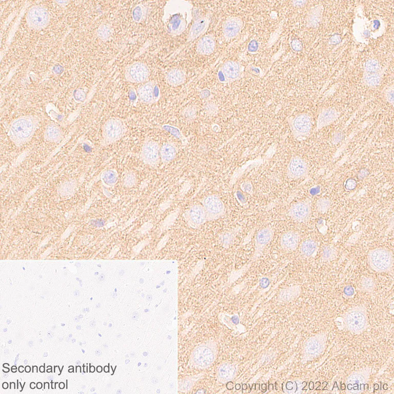 Immunohistochemistry (Formalin/PFA-fixed paraffin-embedded sections) - Anti-Ankyrin-B antibody [EPR26550-85] - BSA and Azide free (AB307415)