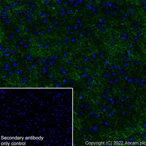 Immunohistochemistry (Frozen sections) - Anti-Ankyrin-B antibody [EPR26550-85] - BSA and Azide free (AB307415)