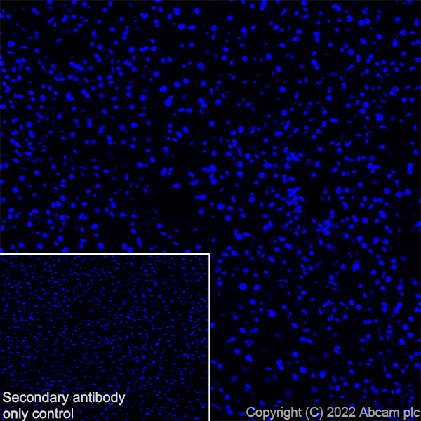 Immunohistochemistry (Frozen sections) - Anti-Ankyrin-B antibody [EPR26550-85] - BSA and Azide free (ab307415), expandable thumbnail