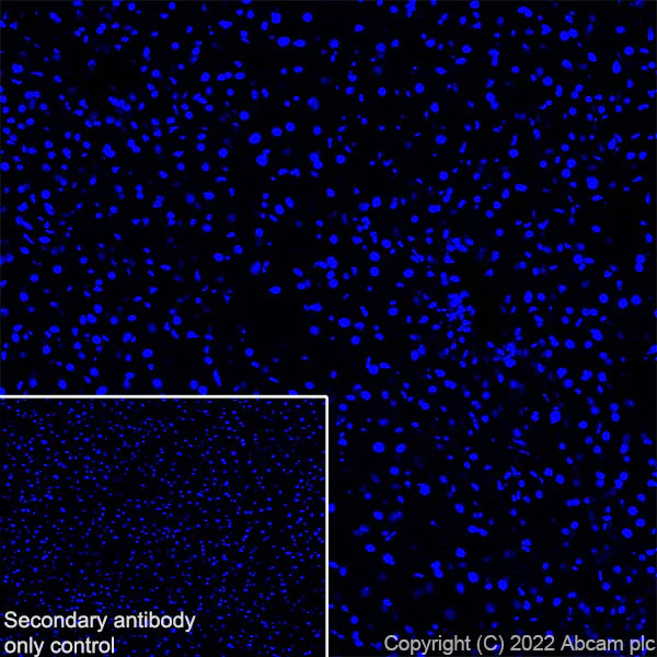 Immunohistochemistry (Frozen sections) - Anti-Ankyrin-B antibody [EPR26550-85] - BSA and Azide free (AB307415)