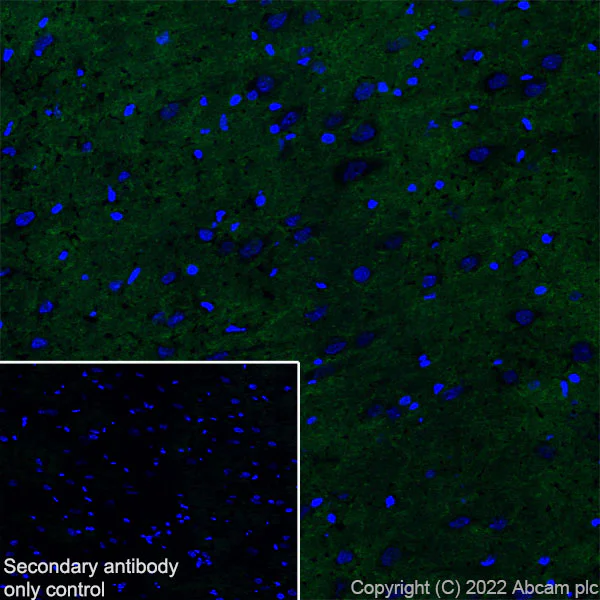 Immunohistochemistry (Frozen sections) - Anti-Ankyrin-B antibody [EPR26550-85] - BSA and Azide free (AB307415)