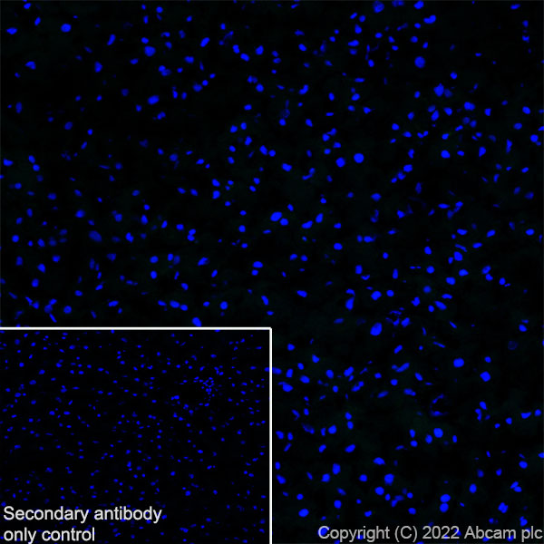 Immunohistochemistry (Frozen sections) - Anti-Ankyrin-B antibody [EPR26550-85] - BSA and Azide free (ab307415), expandable thumbnail