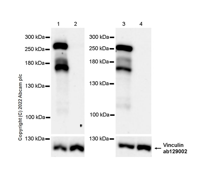 Western blot - Anti-Ankyrin-B antibody [EPR26550-85] - BSA and Azide free (AB307415), expandable thumbnail
