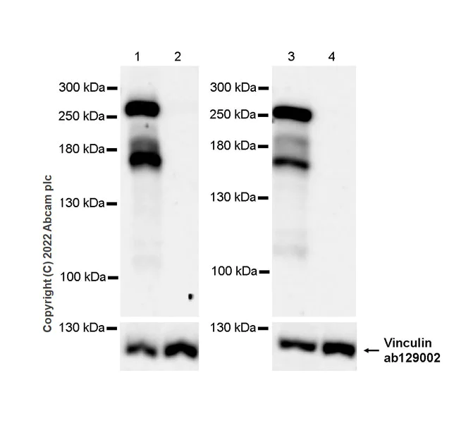 Western blot - Anti-Ankyrin-B antibody [EPR26550-85] - BSA and Azide free (AB307415)